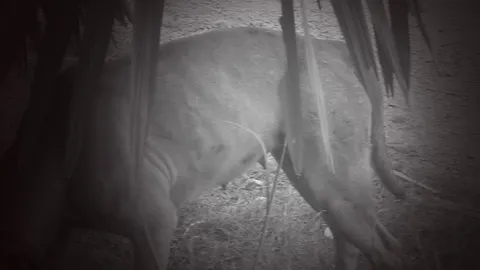 เมืองชลฯ รวบหนุ่มโรคจิตชำเราสุนัขพิตบูล รับเห็นแล้วมีอารมณ์