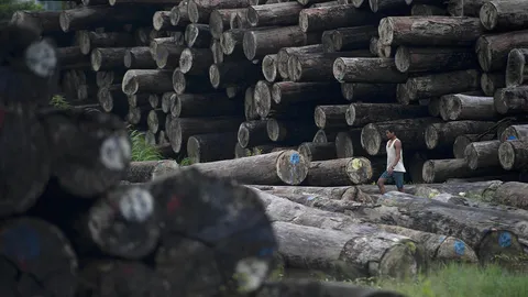 ไม่ปรานี! เมียนมาจำคุกตลอดชีวิต 153 จีนลอบตัดไม้