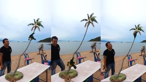 เก่งไม่แพ้ลิงจ๋อ! คลิปน่ารัก นกแสนรู้ 'น้องขนมชั้น’ โชว์ปีนเก็บมะพร้าวได้ตามสั่ง