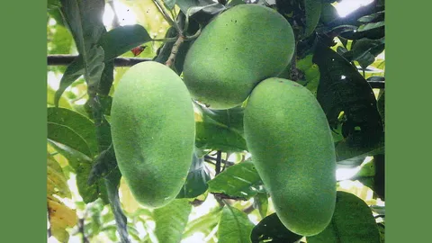 “มะม่วงพิมเสนมัน” อร่อยทั้งผลดิบและสุก