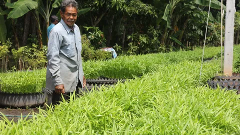 ปลูกผักบุ้งจีน ในล้อยางรถยนต์ สร้างรายได้ 2.5 หมื่นบาทต่อเดือน