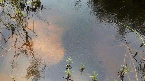 อึ่งอ่างใกล้สูญพันธุ์ ชาวบ้านช่วยอนุรักษ์