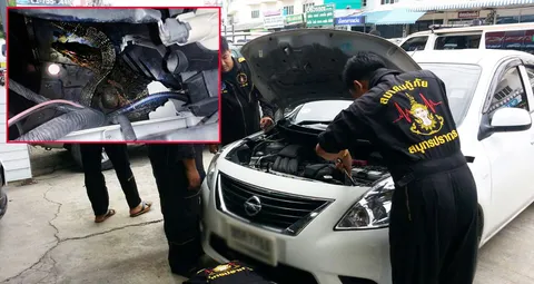 สาวแบงก์ผงะเปิดกระโปรงรถ เจอ 'น้องเห้' นอนอยู่ เชื่อมาให้โชค