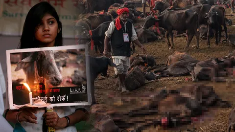 ปิดตำนานลี้ลับ! เนปาลเลิกบูชายัญเลือด ชี้ 10 ข้อพิธีเก่าแก่ 'ทำไม' ถึงต้องฆ่า?