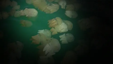 สลด! สาวกทม.เล่นน้ำทะเลเกาะพะงัน โดนพิษแมงกะพรุนดับ