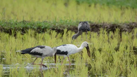 เกษตร จ.ลำปาง แนะชาวนาอย่าไล่นกปากกว้าง ชี้คือมือปราบหอยเชอรี่