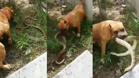 ใครจะอยู่ใครจะไป? คลิปพันธุ์โหด! พิตบูลฟัดกับงู เจ้าของไม่กล้าห้าม