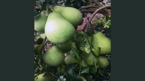 “ส้มโอไต้หวัน” ดกเนื้ออร่อย