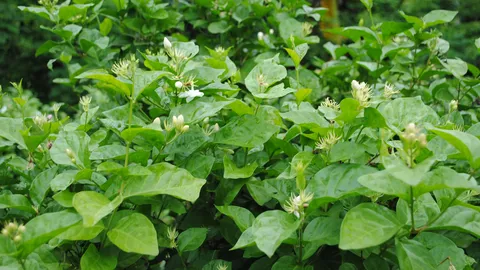 ผลพวงภัยแล้ง! มะลิวันแม่ออกดอกน้อย ชาวสวนสุโขทัยรายได้หด