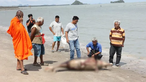 พบซากโลมาหลังโหนกลอยใกล้ชายฝั่ง อ.ดอนสัก