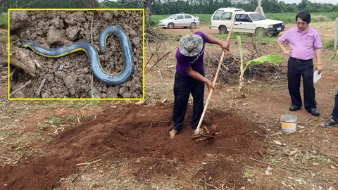 ชาวไร่ที่ปราจีนบุรีขุดดินพบสัตว์แปลก! คาดเป็นไส้เดือนยักษ์