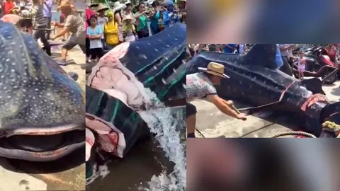 ดูแล้วเศร้า! ฉลามวาฬไซส์จัมโบ้ ถูกชาวจีนหั่นลำตัวขณะยังหายใจพะงาบๆ
