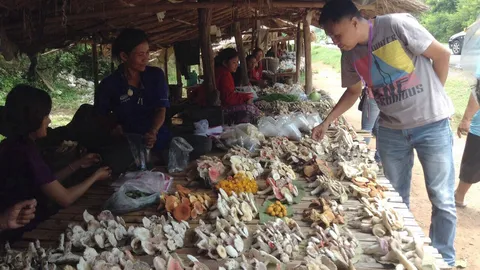 อุบลฯฝนชุก เห็ดป่าออกเพียบ ชาวบ้านยิ้มร่าเก็บขาย โกยเงินวันละพัน