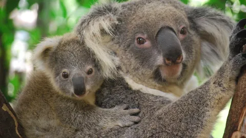 สวนสัตว์เขาเขียว อวดโฉม 'ลูกโคอาลา' ต้อนรับวันแม่แห่งชาติ