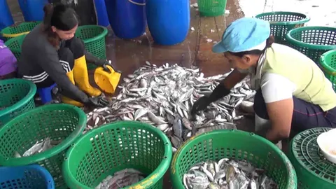 แม่ค้าสงขลา-สตูลเดือดร้อน ปลาทะเลไม่พอขาย เรือประมงเข้าท่าลำเดียว