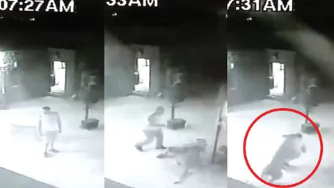 ไม่รู้จะขำหรือสงสาร? คลิปหนุ่มวิ่งหนีเสือ ทำเป็นนิ่งแกล้งตาย สุดท้ายเกือบไม่รอด