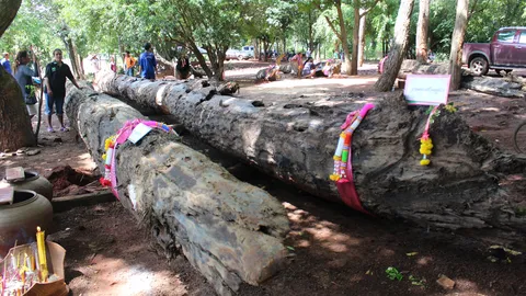  ขุดพบต้นตะเคียนคู่ 300 ปี ชาวบ้านเชื่อมีวิญญาณสถิตอยู่