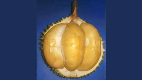 “ทุเรียนทองกมล” พูใหญ่เนื้อเต็มพูอร่อย