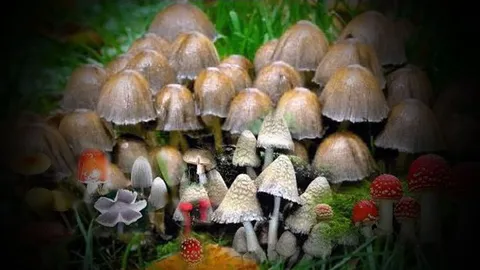 สลด สาวรุ่นกินเห็ดพิษ! ยายเก็บมาแกง ช่วยไม่ไหวตายที่ รพ.