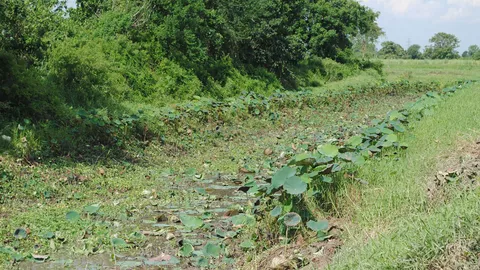 ทีมล่าจระเข้สุโขทัยพบร่องรอยอีก 1 ตัว วางชุดเฝ้าระวังตามตลอด 24 ชั่วโมง