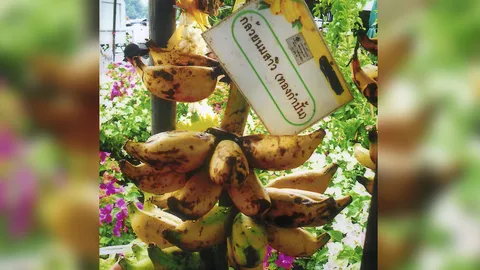 “กล้วยทองกำปั้น” คือกล้วยนมสาว