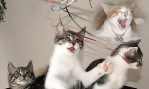 เหมียวน้อย ไม่ขี้เกียจ ชอบแอคทีฟตอนเจ้าของไม่อยู่บ้าน