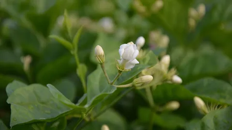 ต้อนรับวันแม่! ตลาดมะลิคึกคัก ราคาพุ่งเท่าตัว คนแห่ซื้อพวงมาลัย