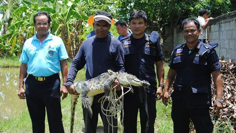 จับได้อีก 1 จระเข้หลุดจากฟาร์มที่สุโขทัยคาดเหลืออีก 3