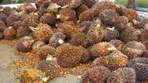 อคส.ยันรับซื้อน้ำมันปาล์มดิบโปร่งใสไร้ตุกติกแน่นอน