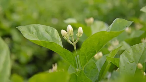 ฝนทำดอกมะลิราคาตก พวงมาลัยกรขายดี