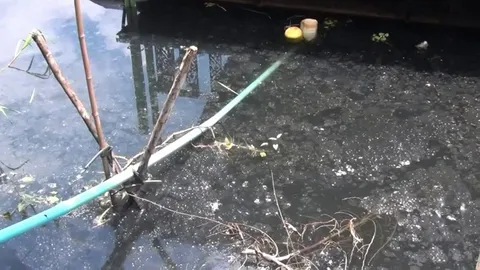 ชาวบ้านอ่างทองโวย! น้ำเน่าส่งกลิ่นเหม็น กระทบปลาทยอยตาย