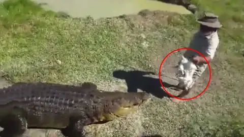 สุดเชื่อง! เจ้าของฟาร์ม ป้อนไก่จระเข้ไซส์บิ๊ก แถมขี่หลังโชว์ไม่กลัวโดนงับ