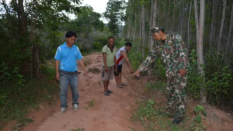 'สระแก้ว'จนท.ต้อนกระทิงหนุ่มเข้าป่า หลังออกมากัดกินพืชไร่ชาวบ้าน 