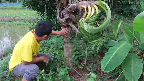 แห่หาหวย! มะพร้าวประหลาด ก้านใบขดเป็นก้นหอย 