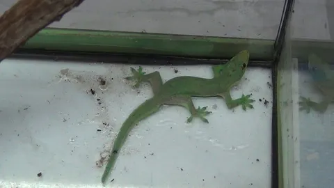 ชาวอ่างทองตื่น 'จิ้งจกเขียว' แห่จุดธูปขอเลขเด็ด ตามเคย