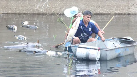 คลองหน้าวัดโพสพผลเจริญเน่าหนัก ปลาสวายลอยตายเกลื่อน