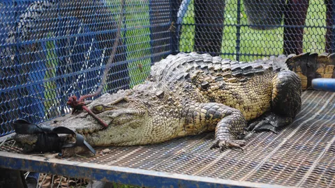 จระเข้โผล่ สระน้ำข้างบ่อสุโขทัยอีก 1 ตัว จนท.เร่งสูบน้ำ-จับ