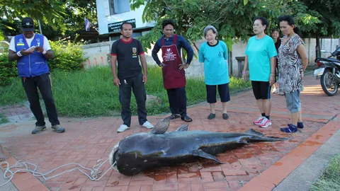 น่าเสียดาย! ปลาบึกบิ๊กไซส์ 200 กก. ตายจากลูกดอกพรานล่า 