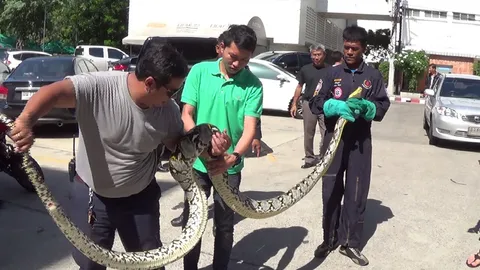 จับงูเหลือมใหญ่ 5 เมตร กลางโพรงต้นโพธิ์สูงสมุทรสาคร