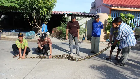 งูหลามอาละวาด! เขมือบไก่ชนชาวบ้าน อ.ไทรน้อย สูญเงิน 2 หมื่น