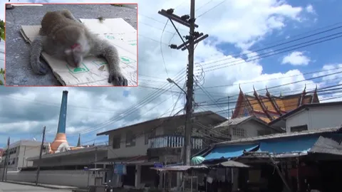 เทศกิจหาดใหญ่ เร่งช่วยลิงแสมโดนไฟดูด หลังไต่สายไฟออกหากิน