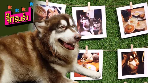 แด่คนรักสุนัข! Lol 24 Dogs Cafe’ ร้านกาแฟที่มีน้องหมาเป็นเอกลักษณ์