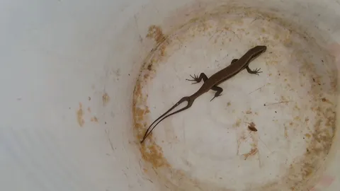 สุดแปลก จิ้งเหลน 2 หาง!! แม่เฒ่าจับไปปล่อย พอกลางคืนเจอซุกบนที่นอน  