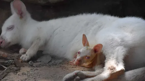 สวนสัตว์ขอนแก่น เปิดตัวลูก'วัลลาบีเผือก' ประกวดตั้งชื่อ