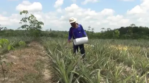 ชาวสวนยางกระบี่เสริมรายได้ ปลูกสับปะรดพันธุ์ภูเก็ต  ชี้ทุนต่ำ-กำไรงาม