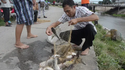 ปลาน็อกน้ำ! ชลประทานปล่อยน้ำที่กักลงแม่น้ำลพบุรี  ชาวบ้านแห่จับขาย