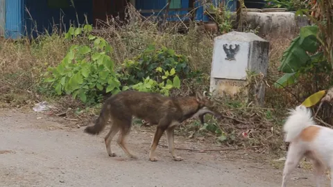 ไล่จับ! สุนัขจิ้งจอกหลงฝูง กัดกินไก่ชาวบ้าน
