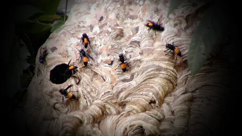 สลด! หนุ่มเมืองลุงปีนเผาตัวต่อ เสียหลักตกต้นไม้ ดับคาที่