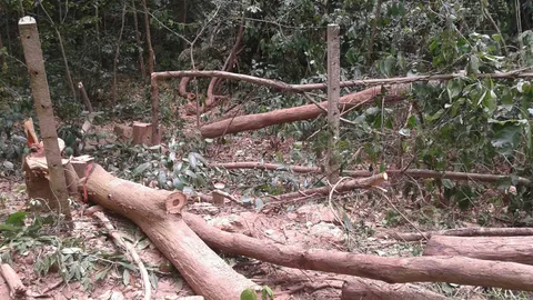 ศรีราชา บุกจับลักลอบตัดพะยูง ยึด 20 ต้น มอดไม้ไหวตัวหนีทัน