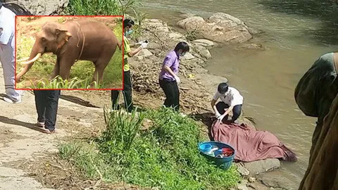 ระทึก! ช้างนำเที่ยวตกมัน คลั่งเอางาแทงควาญก่อนกระทืบซ้ำตาย